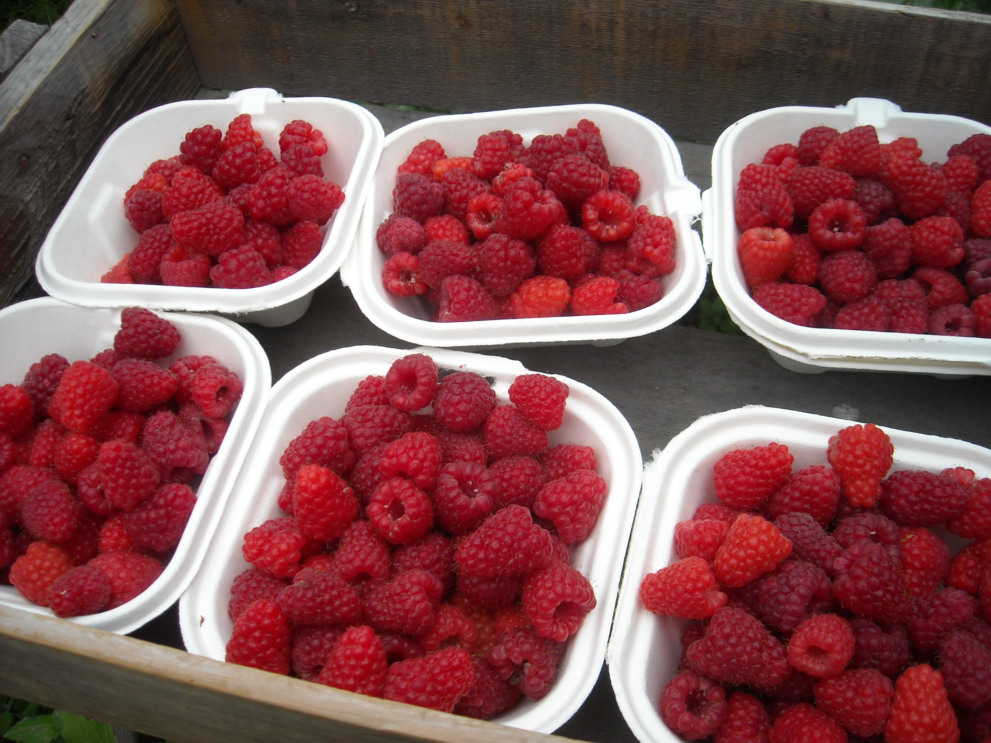 Raspberries